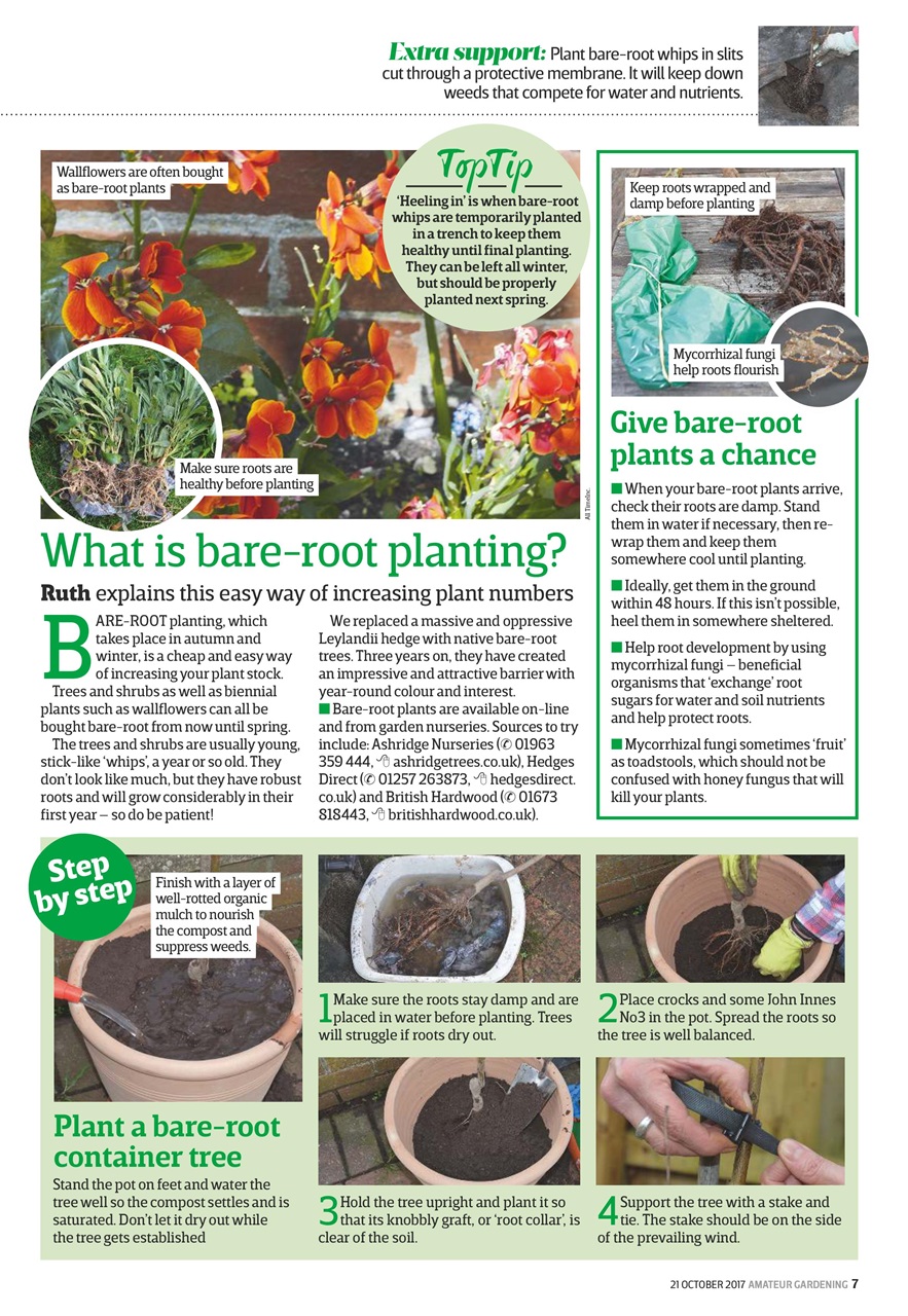 Amateur Gardening Preview Pages