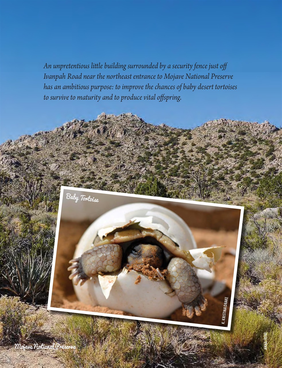 Snowbirds & RV Travelers Preview Pages