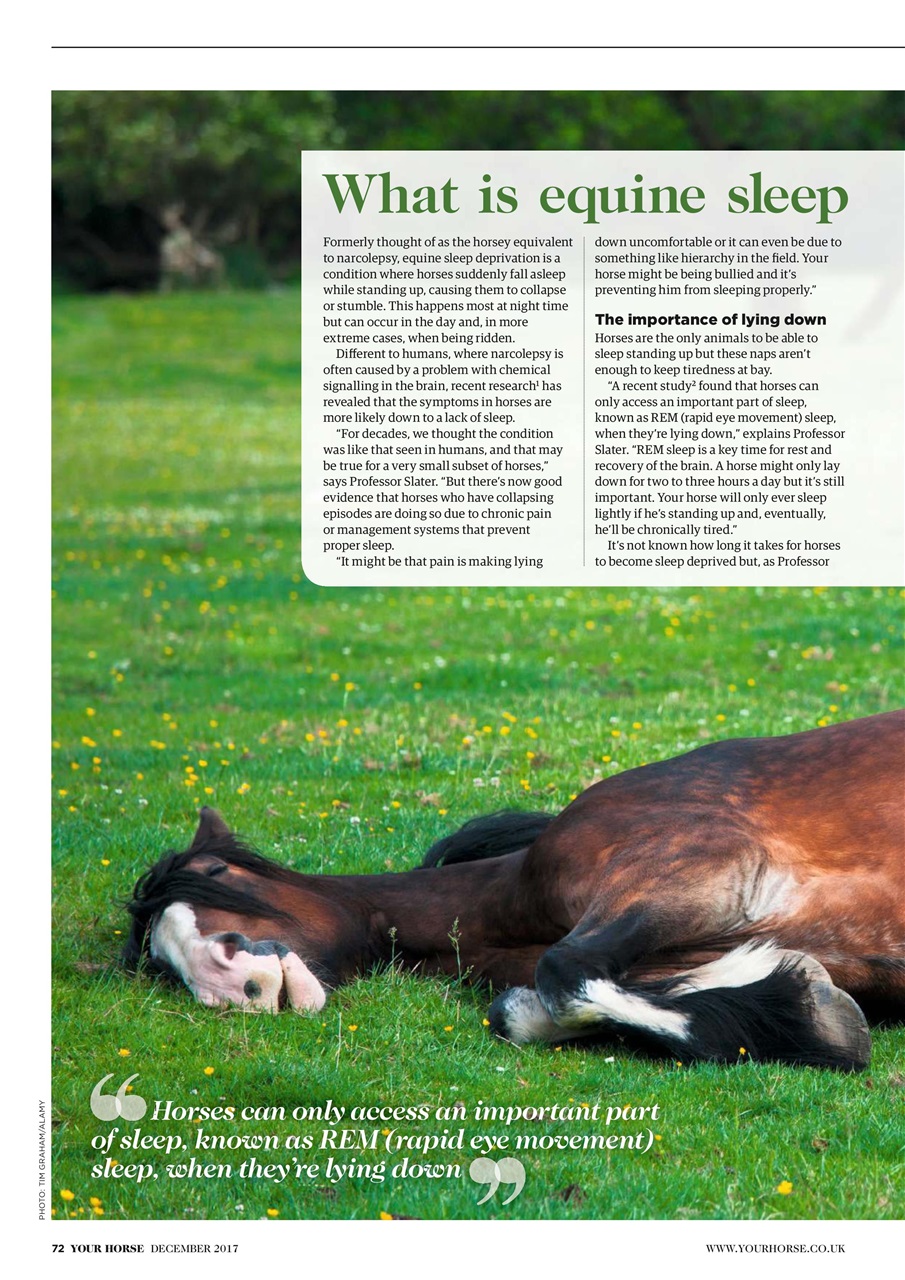 Your Horse Preview Pages