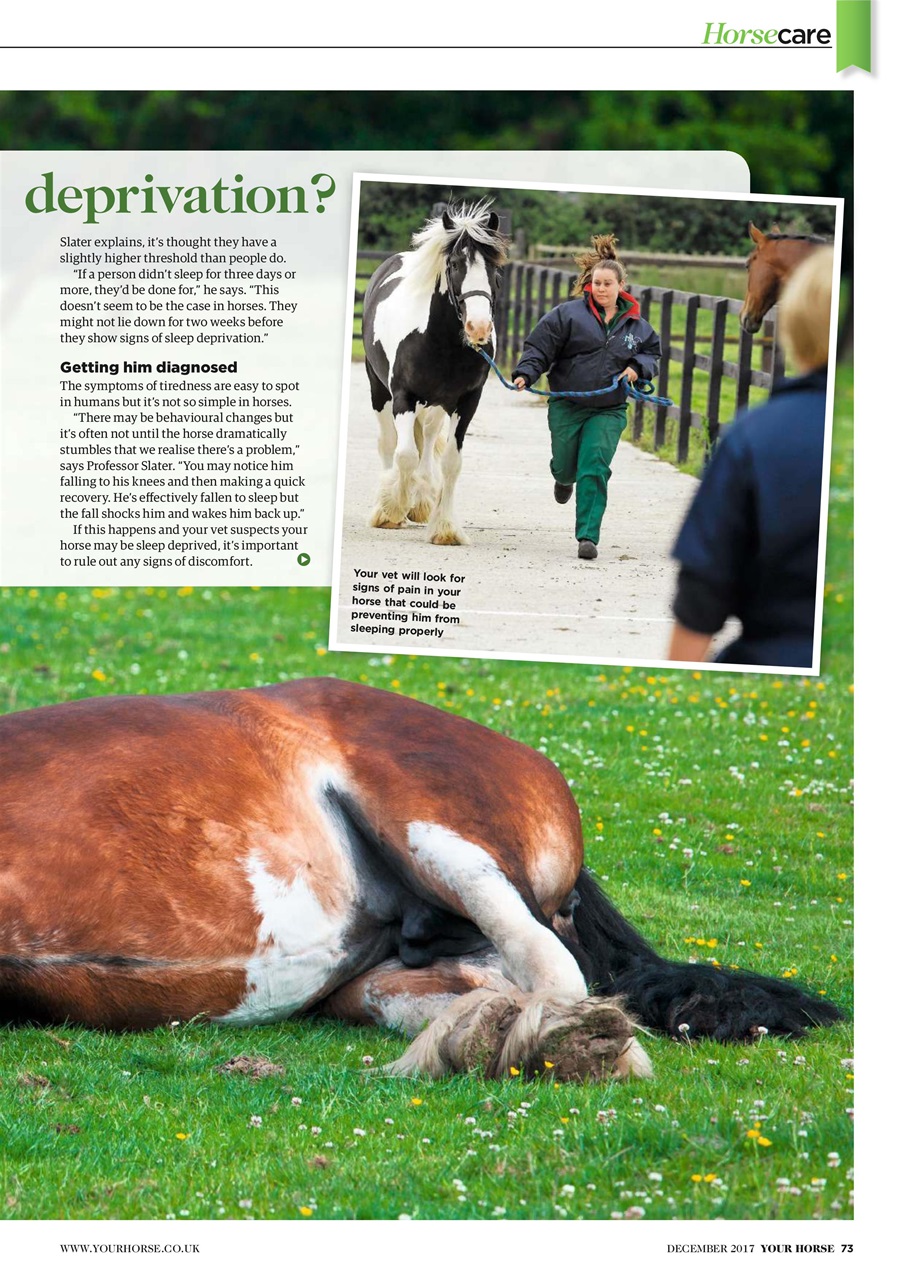 Your Horse Preview Pages