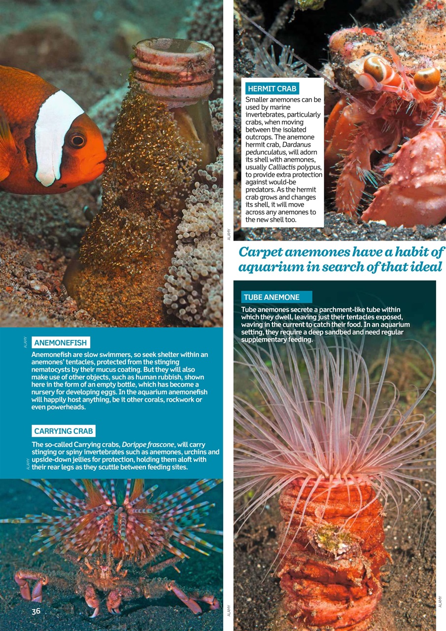 Practical Fishkeeping Preview Pages