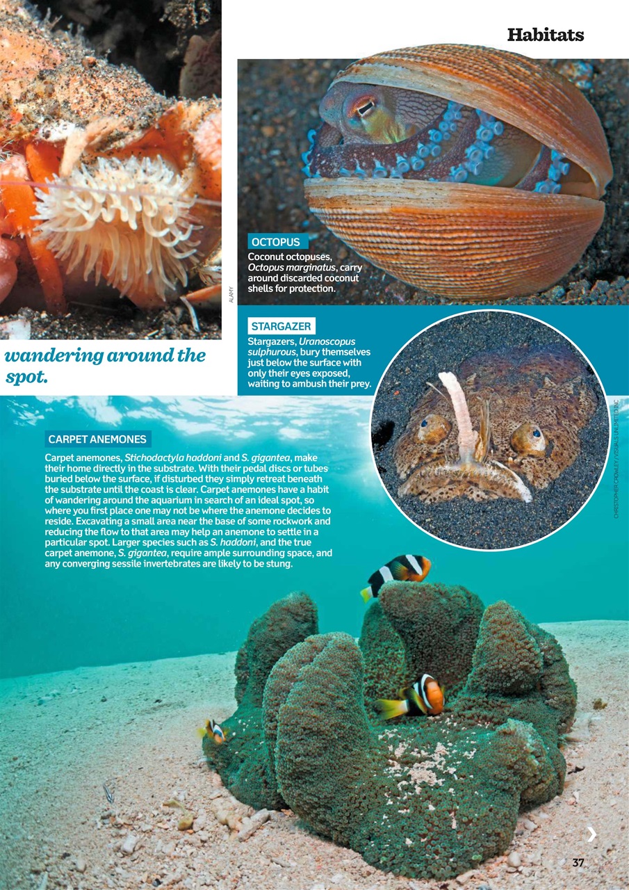 Practical Fishkeeping Preview Pages