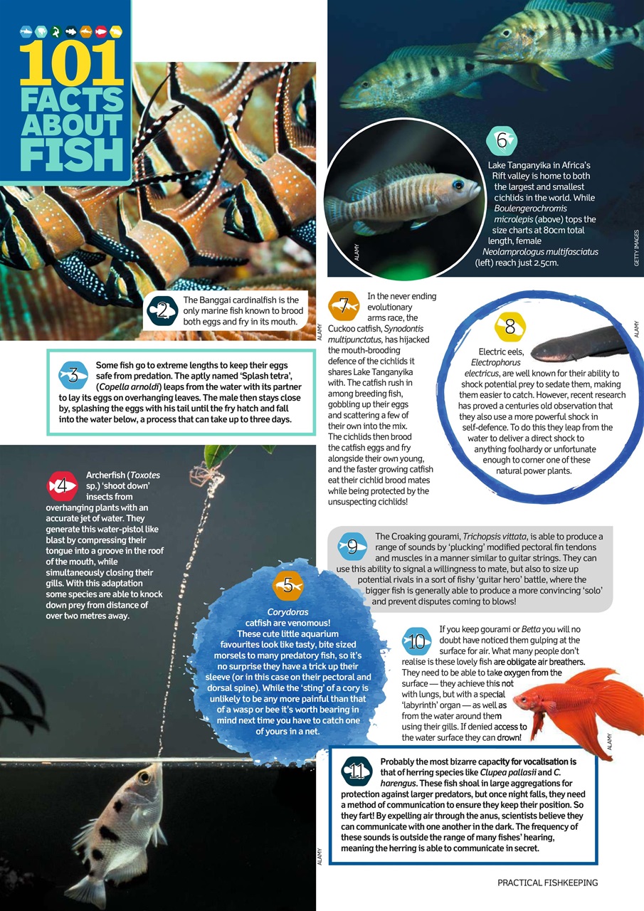Practical Fishkeeping Preview Pages
