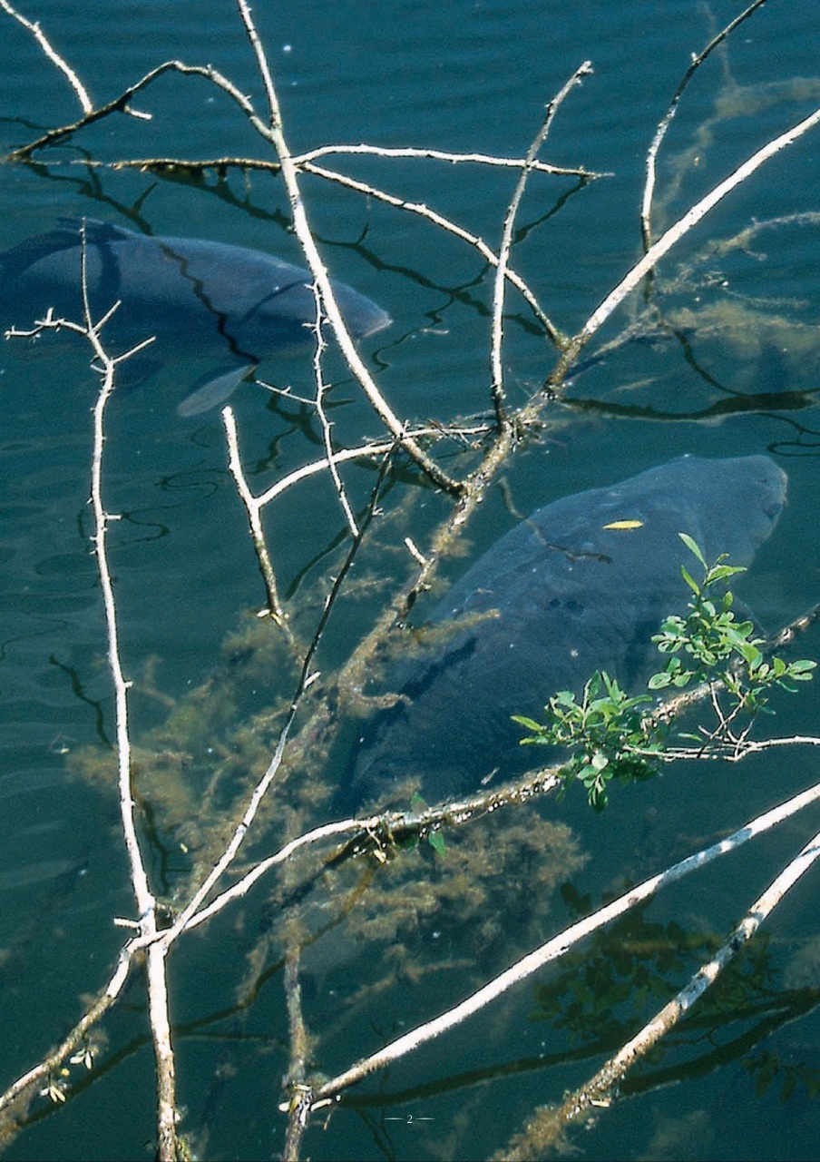 Fishing Reads Preview Pages