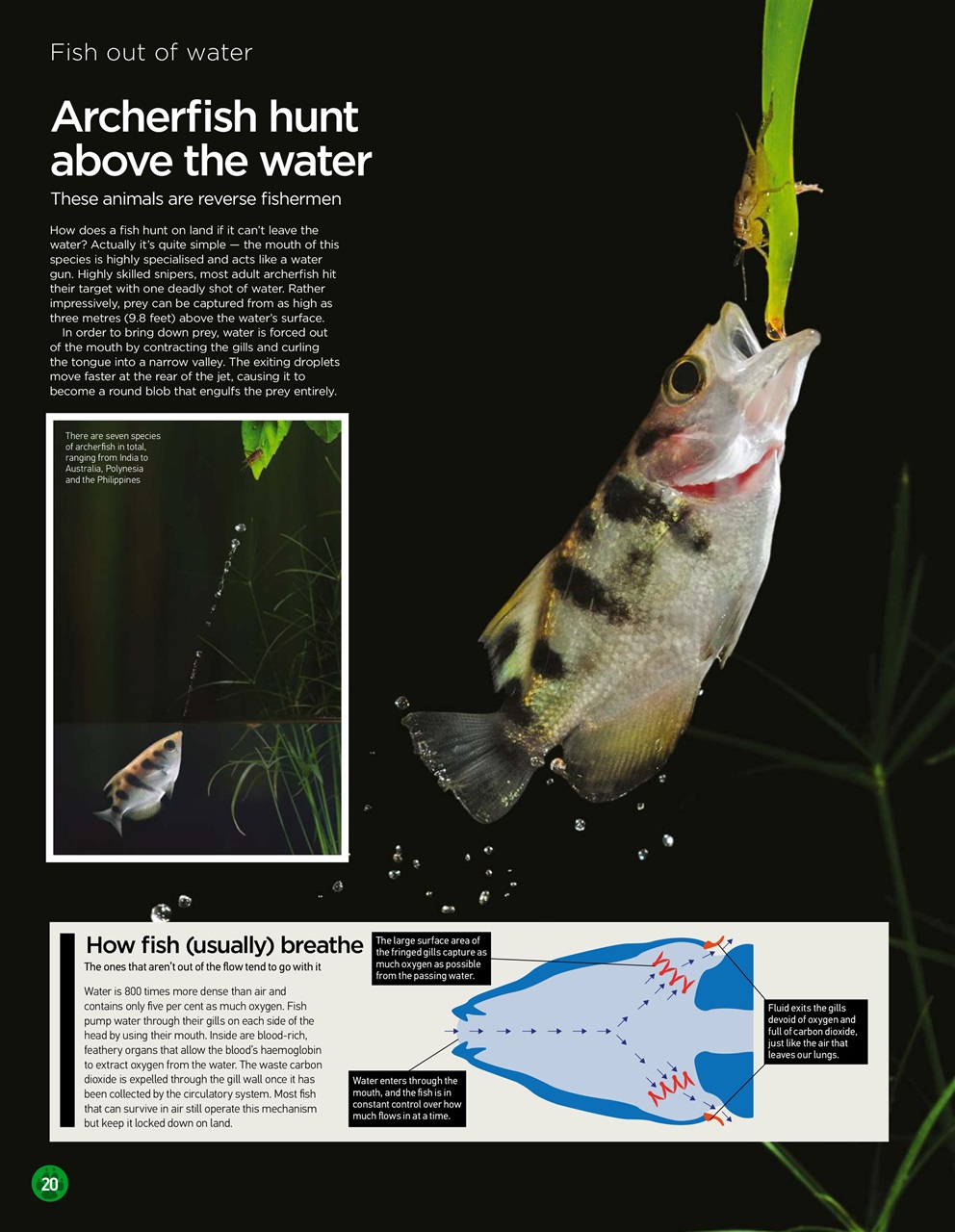 World of Animals Preview Pages