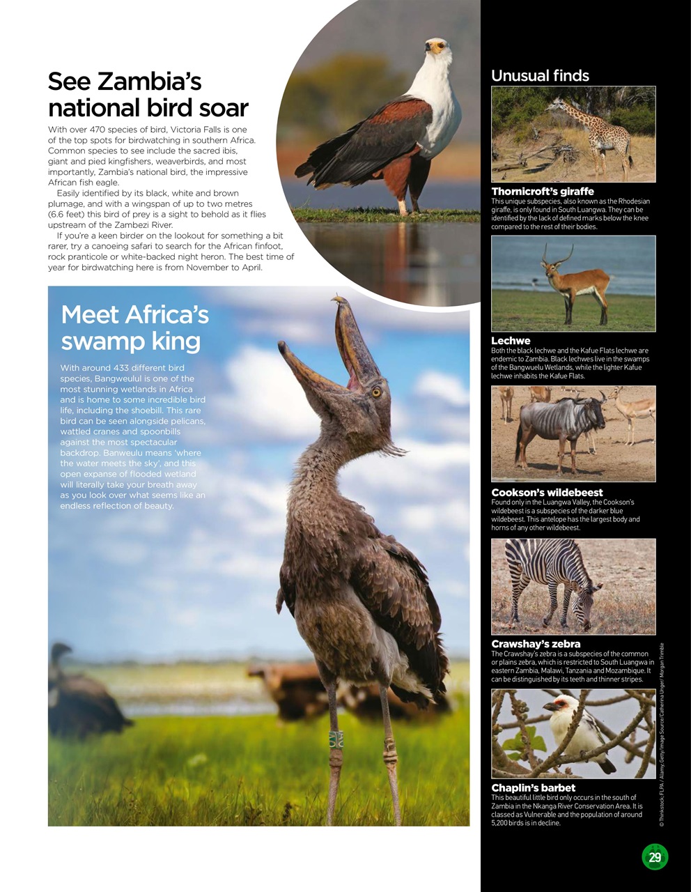 World of Animals Preview Pages