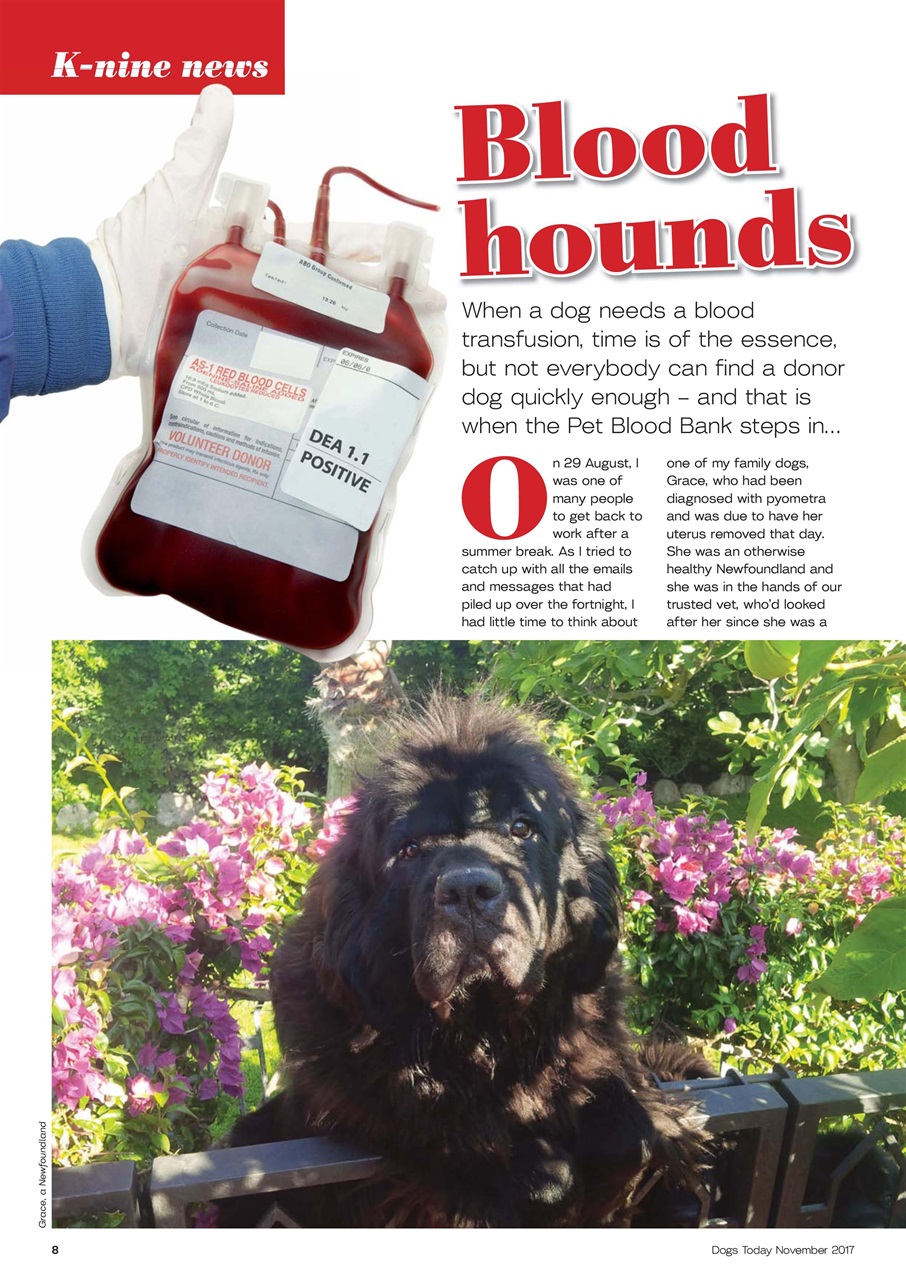 Dogs Today Magazine Preview Pages
