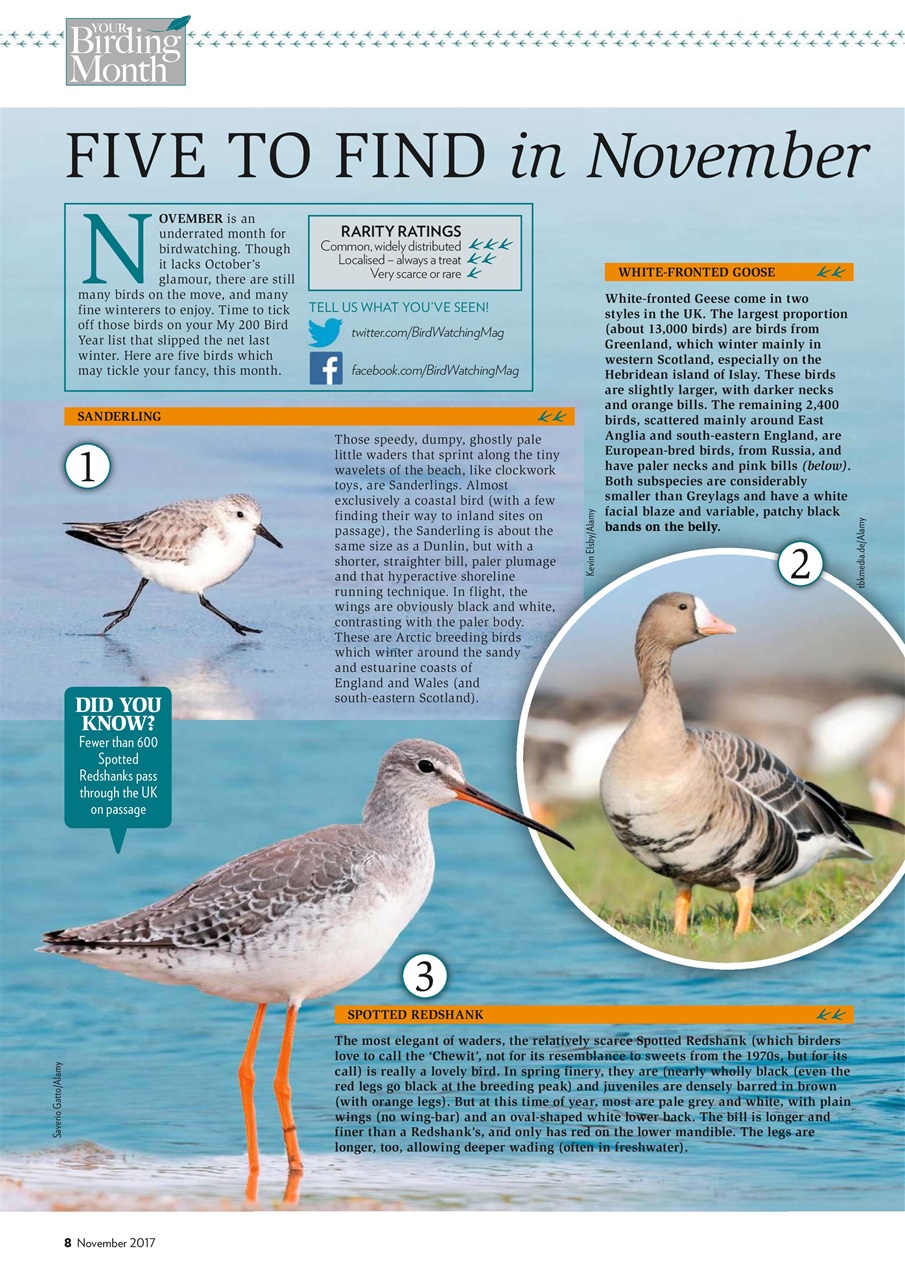 Bird Watching Preview Pages