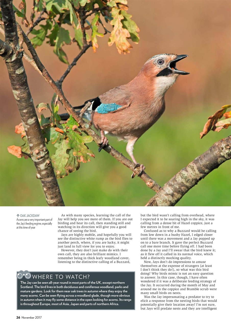 Bird Watching Preview Pages