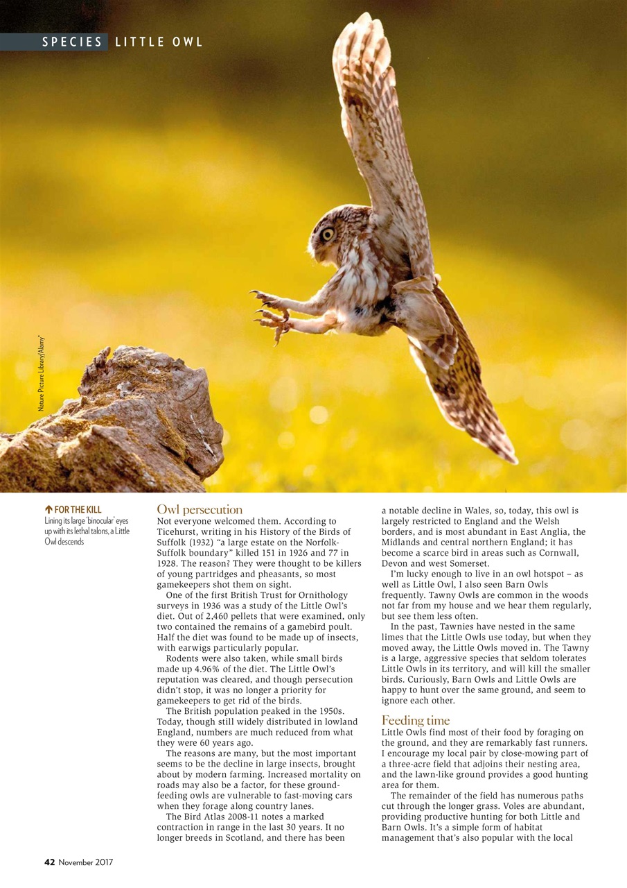 Bird Watching Preview Pages