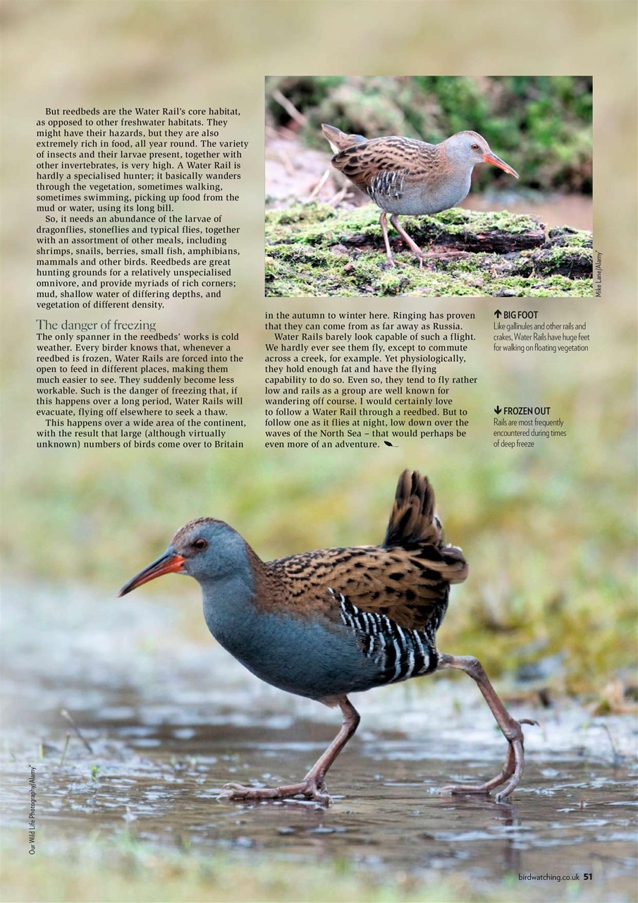 Bird Watching Preview Pages