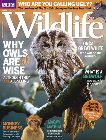 BBC Wildlife Magazine issue November 2017