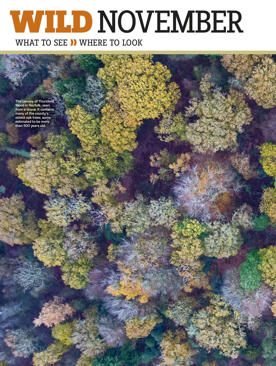 BBC Wildlife Magazine Preview Pages