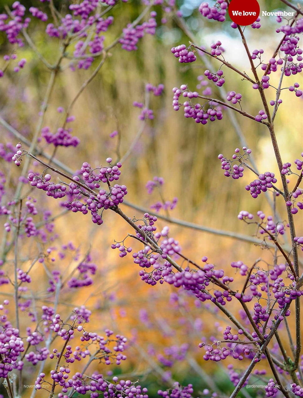 BBC Gardeners’ World Magazine Preview Pages