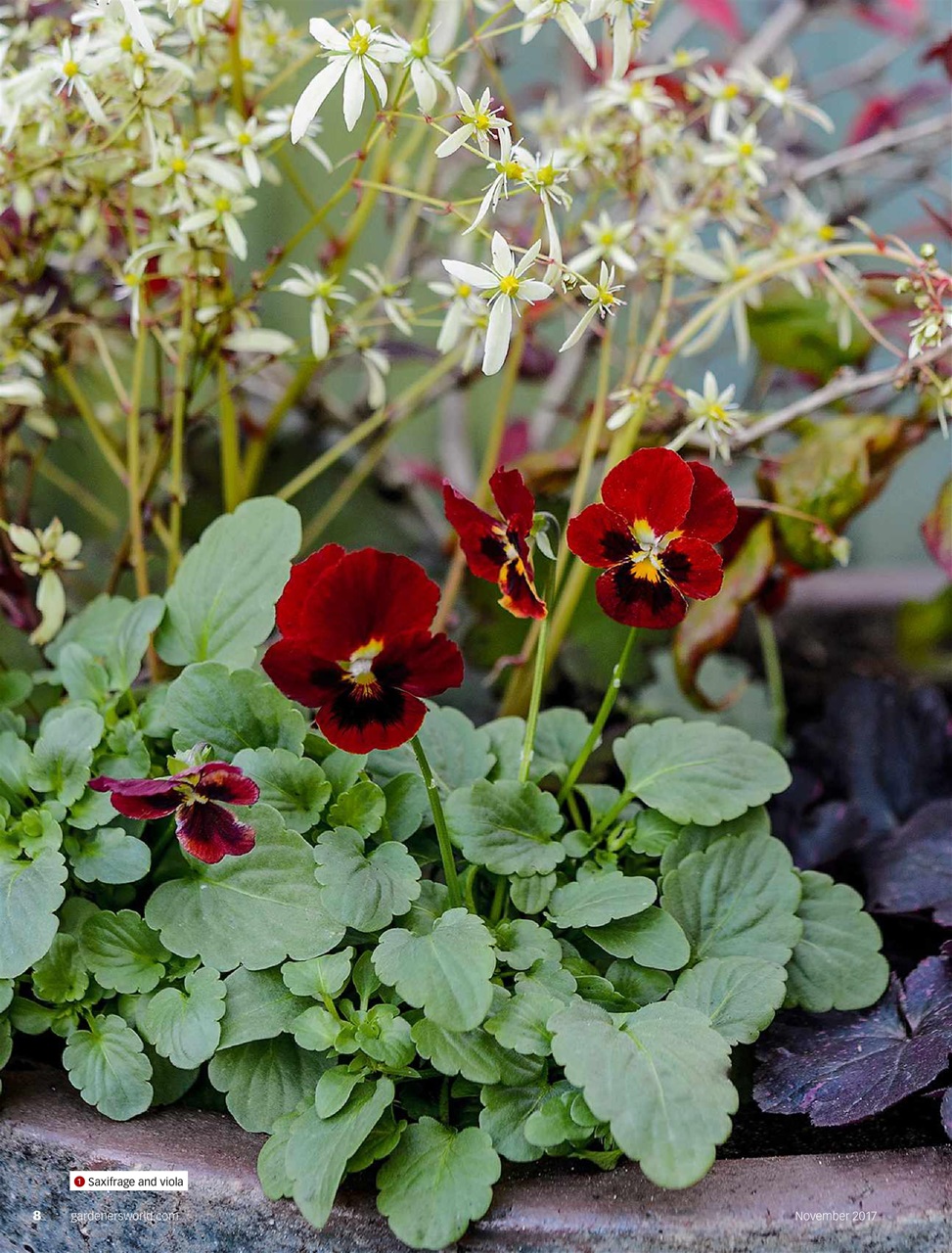 BBC Gardeners’ World Magazine Preview Pages
