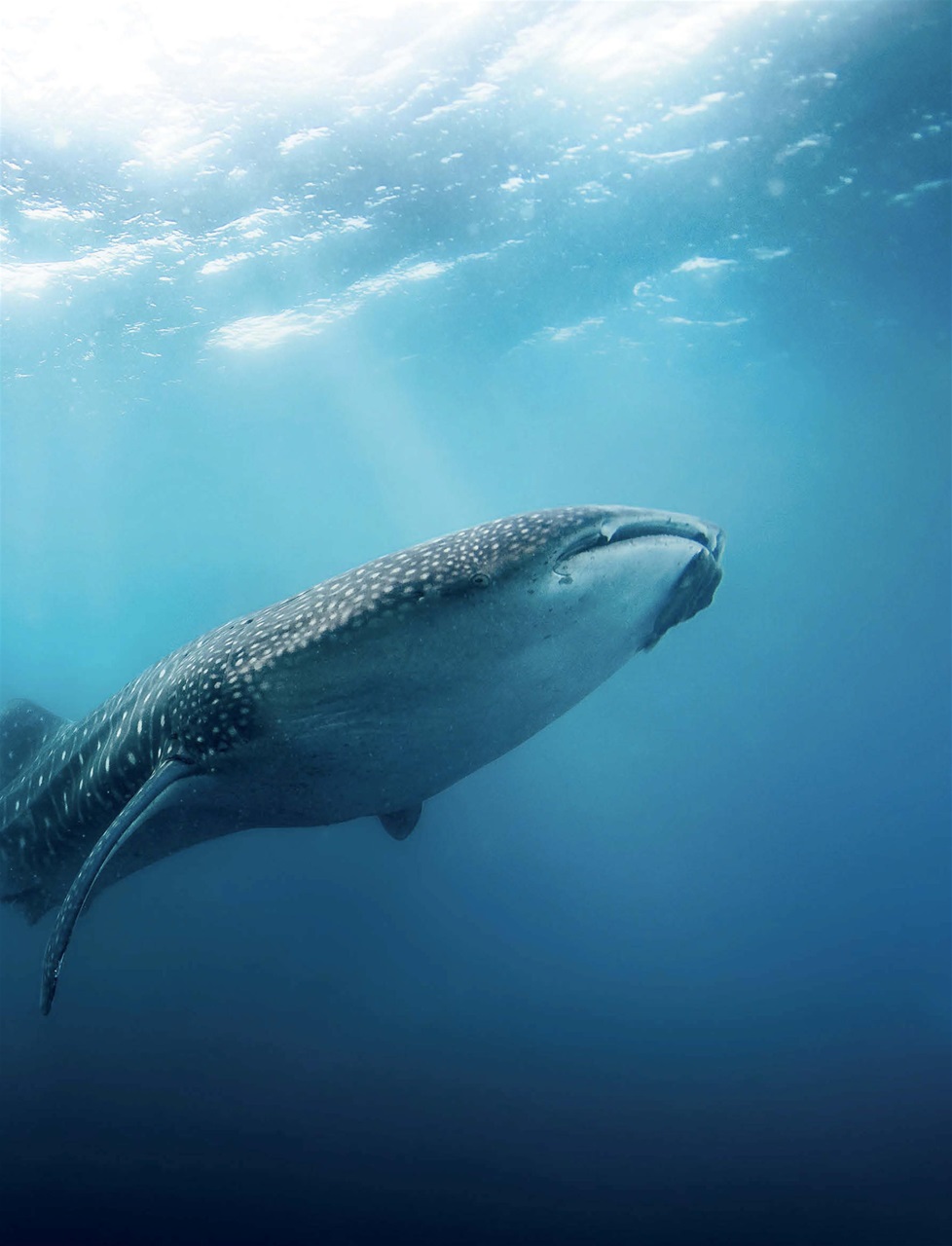 Teen Breathe Preview Pages