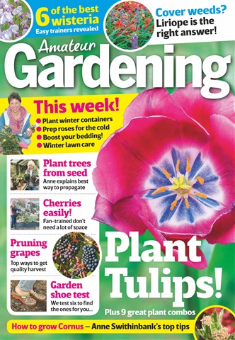 Amateur Gardening issue 11th November 2017