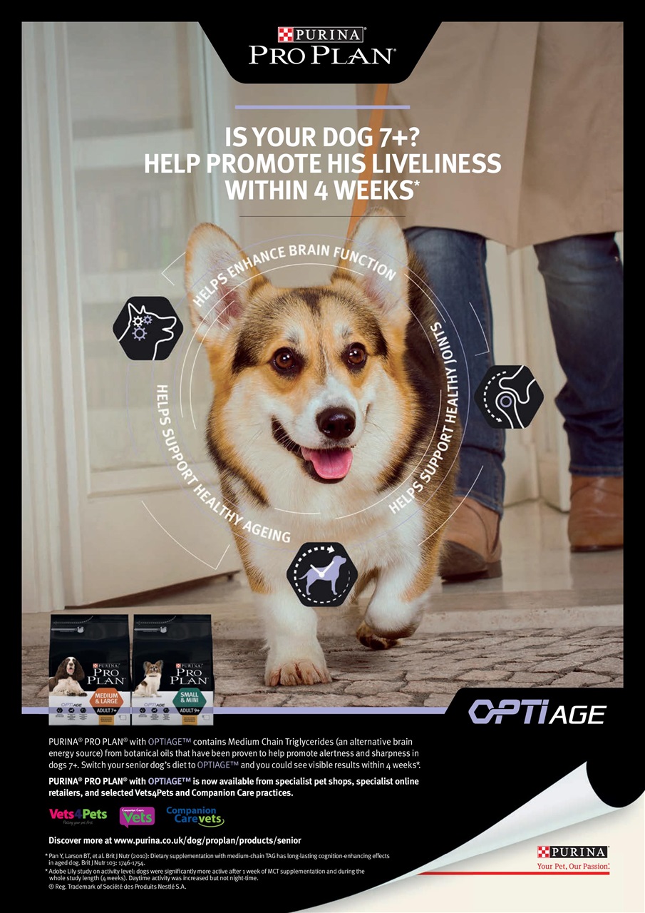 Your Dog Preview Pages