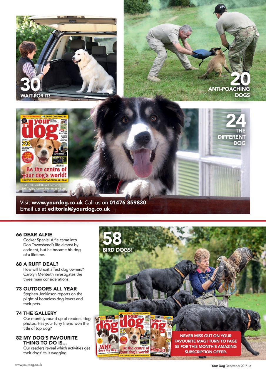 Your Dog Preview Pages