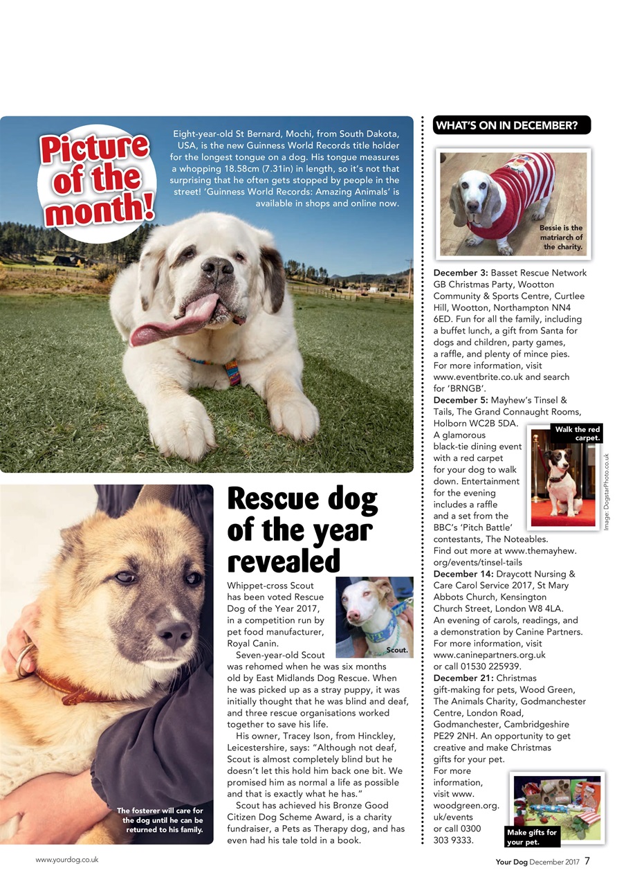 Your Dog Preview Pages