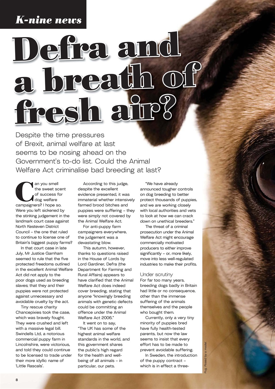 Dogs Today Magazine Preview Pages