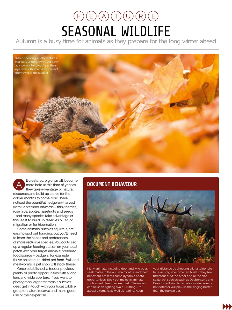 Photography Week Preview Pages