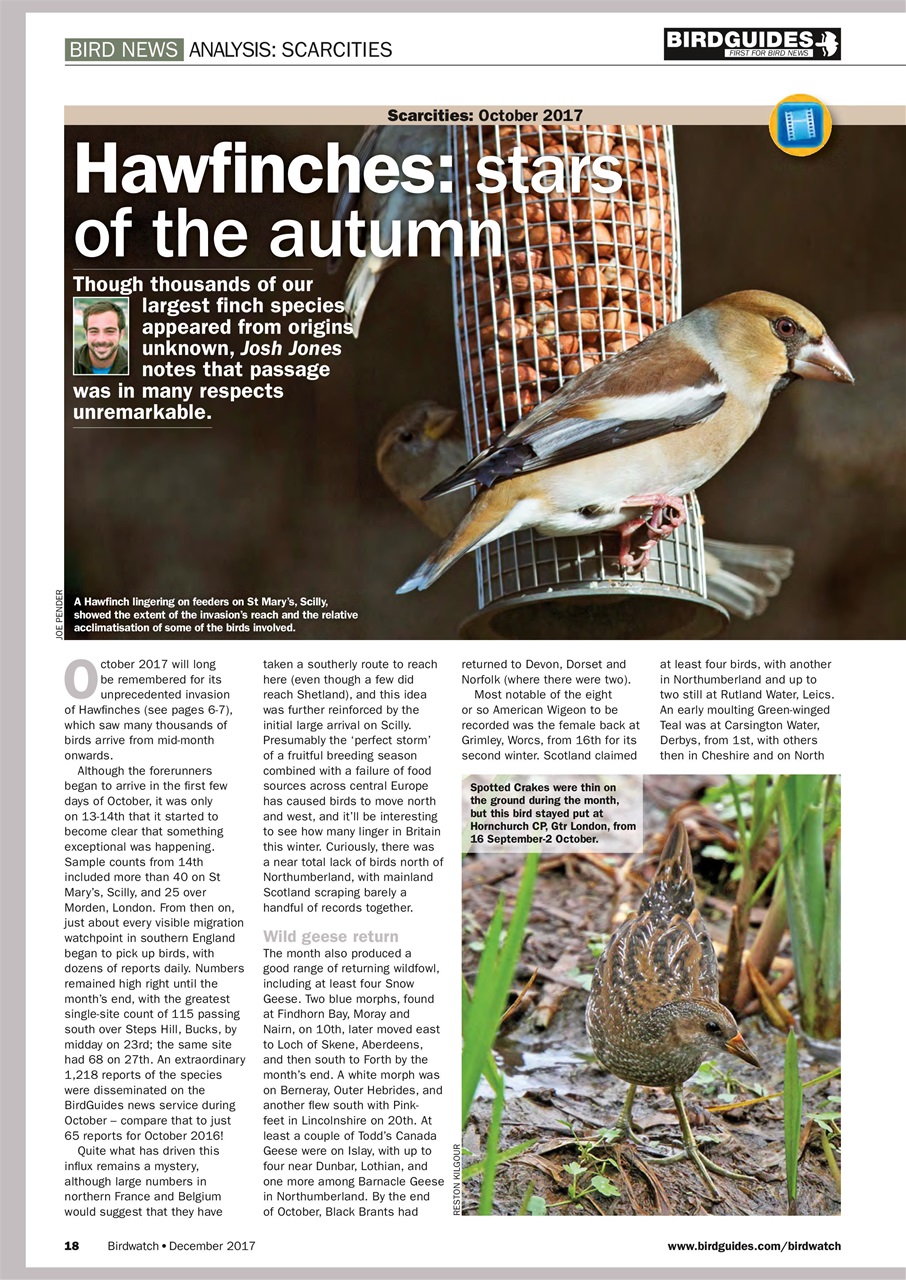 Birdwatch Magazine Preview Pages