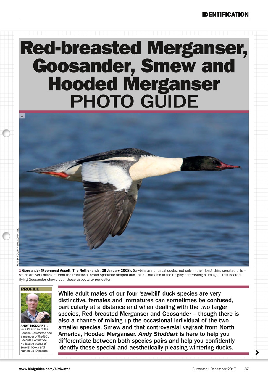 Birdwatch Magazine Preview Pages