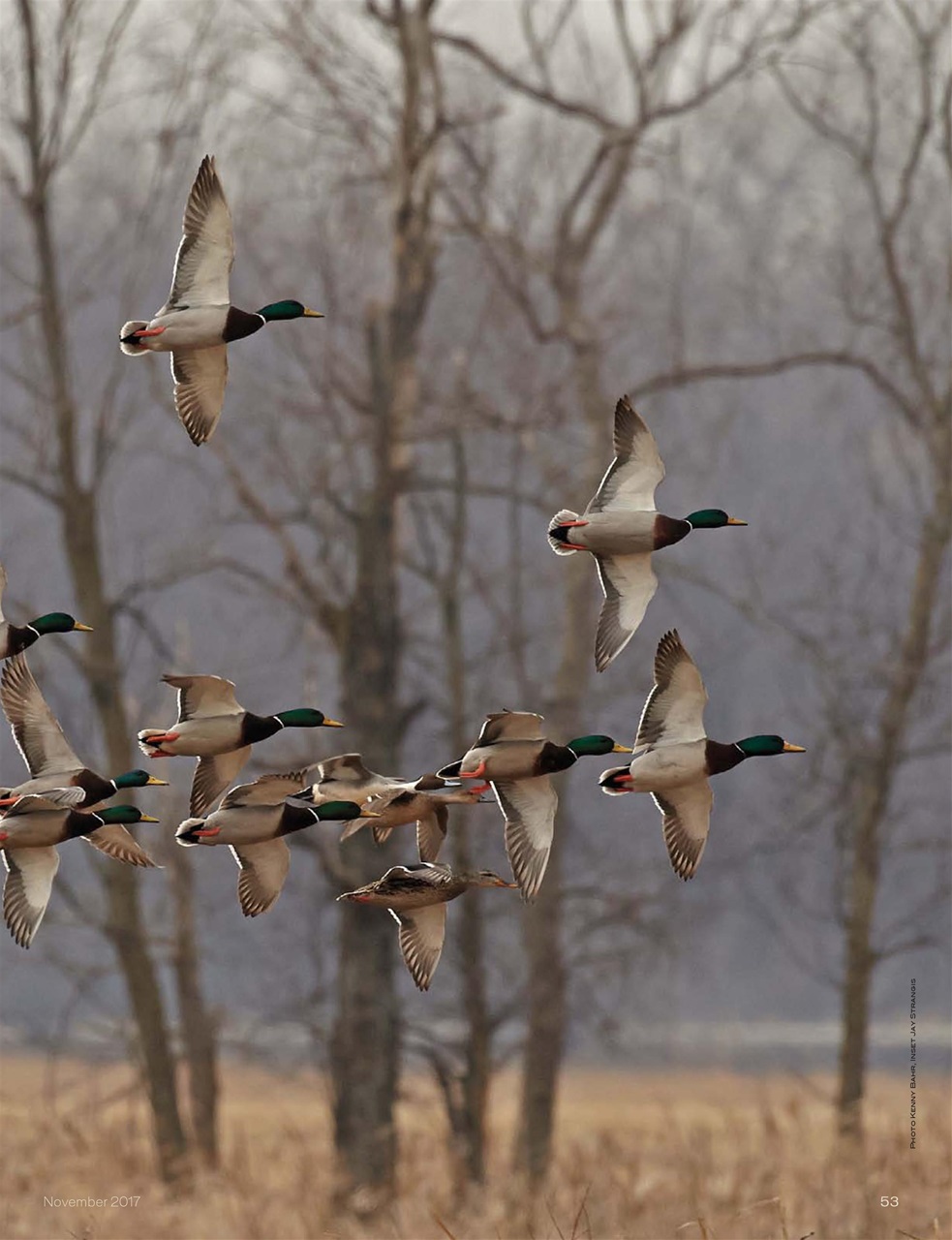 American Waterfowler Preview Pages