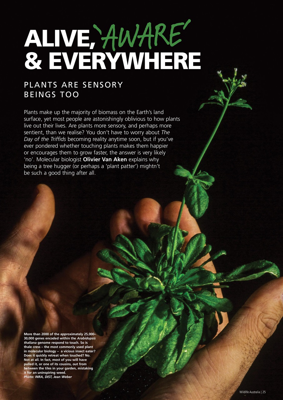 Wildlife Australia Preview Pages