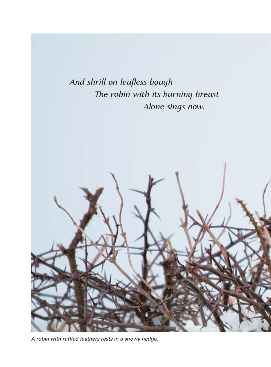 Evergreen Preview Pages