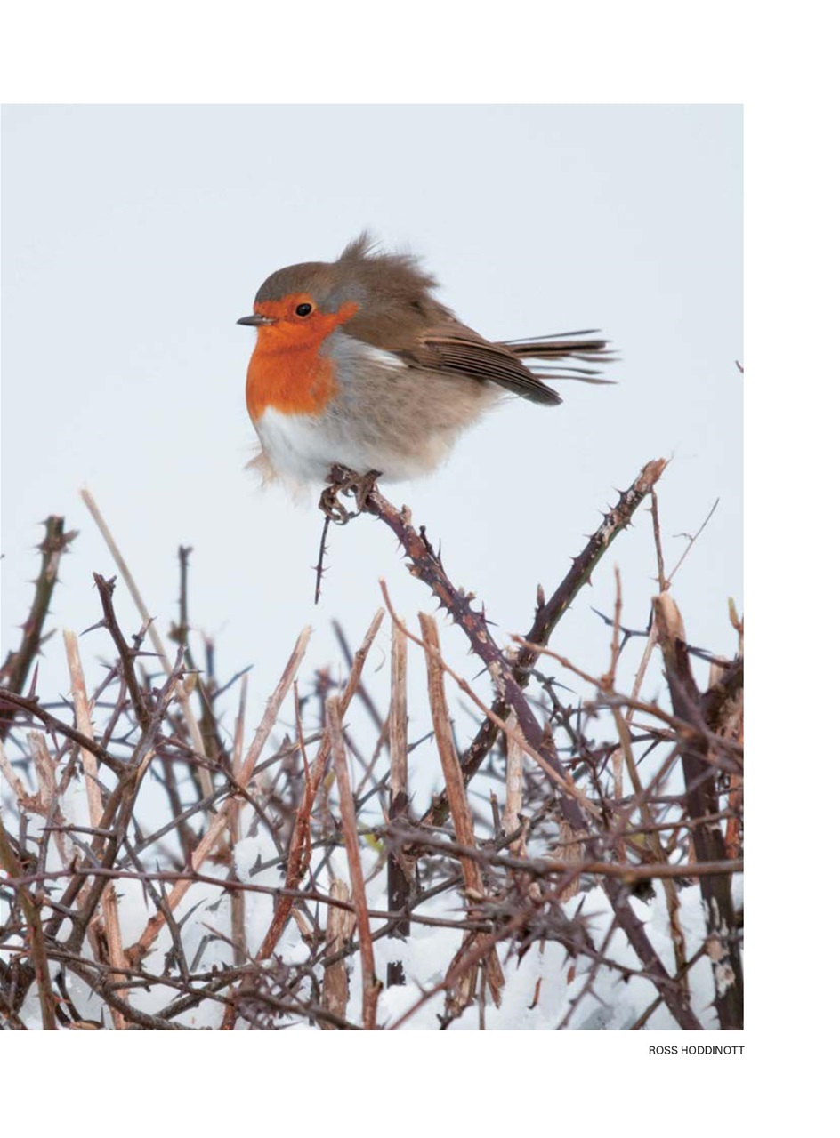 Evergreen Preview Pages