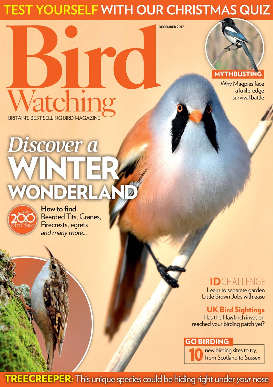 Bird Watching Preview Pages