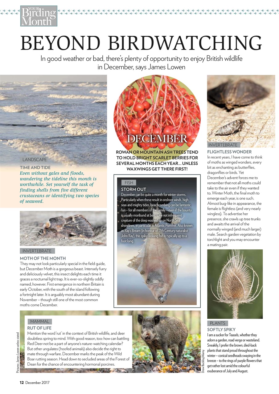 Bird Watching Preview Pages