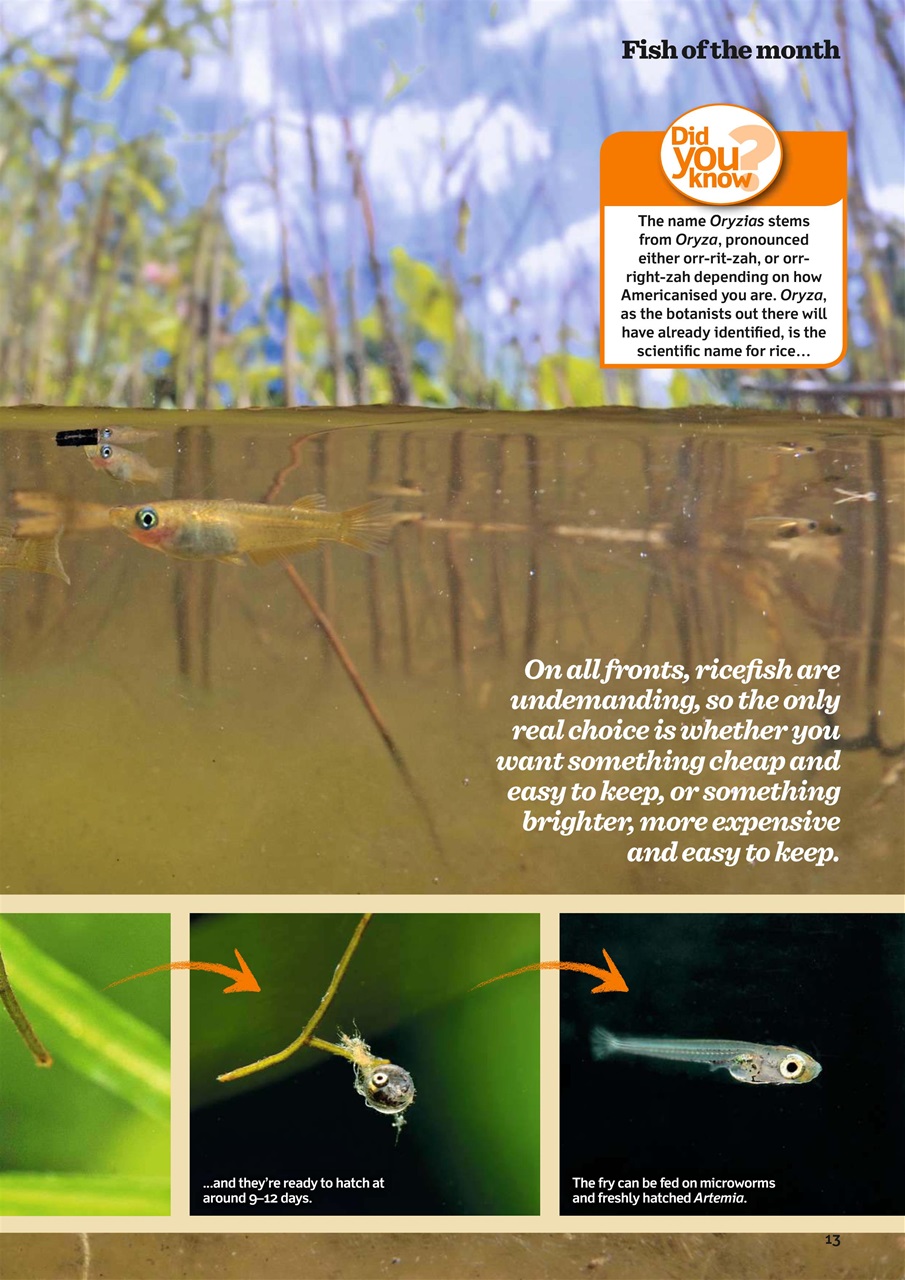 Practical Fishkeeping Preview Pages