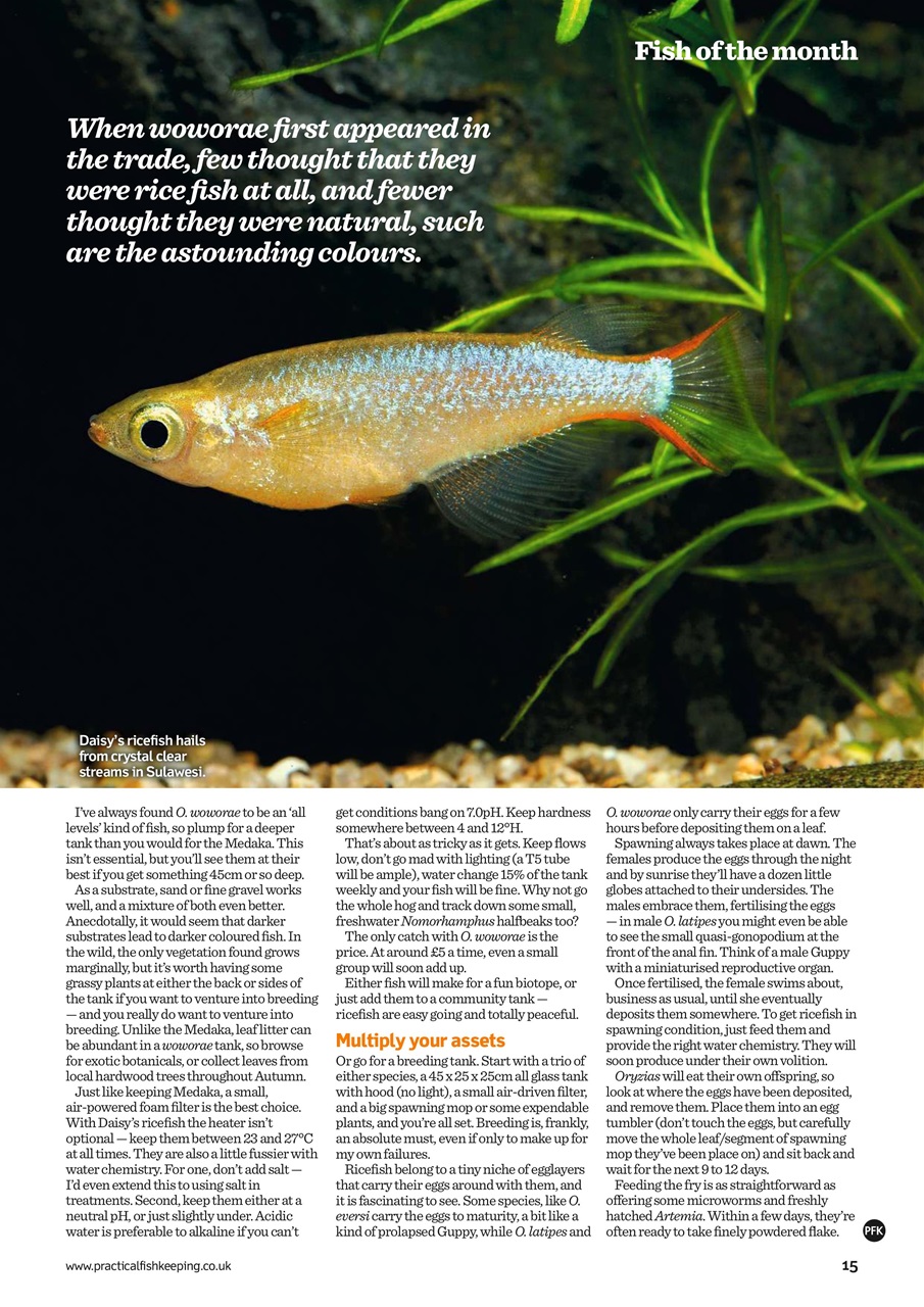Practical Fishkeeping Preview Pages