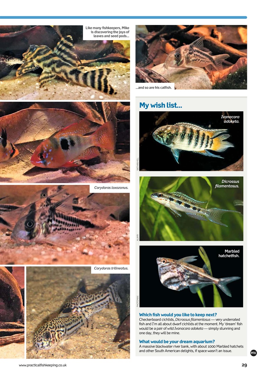 Practical Fishkeeping Preview Pages