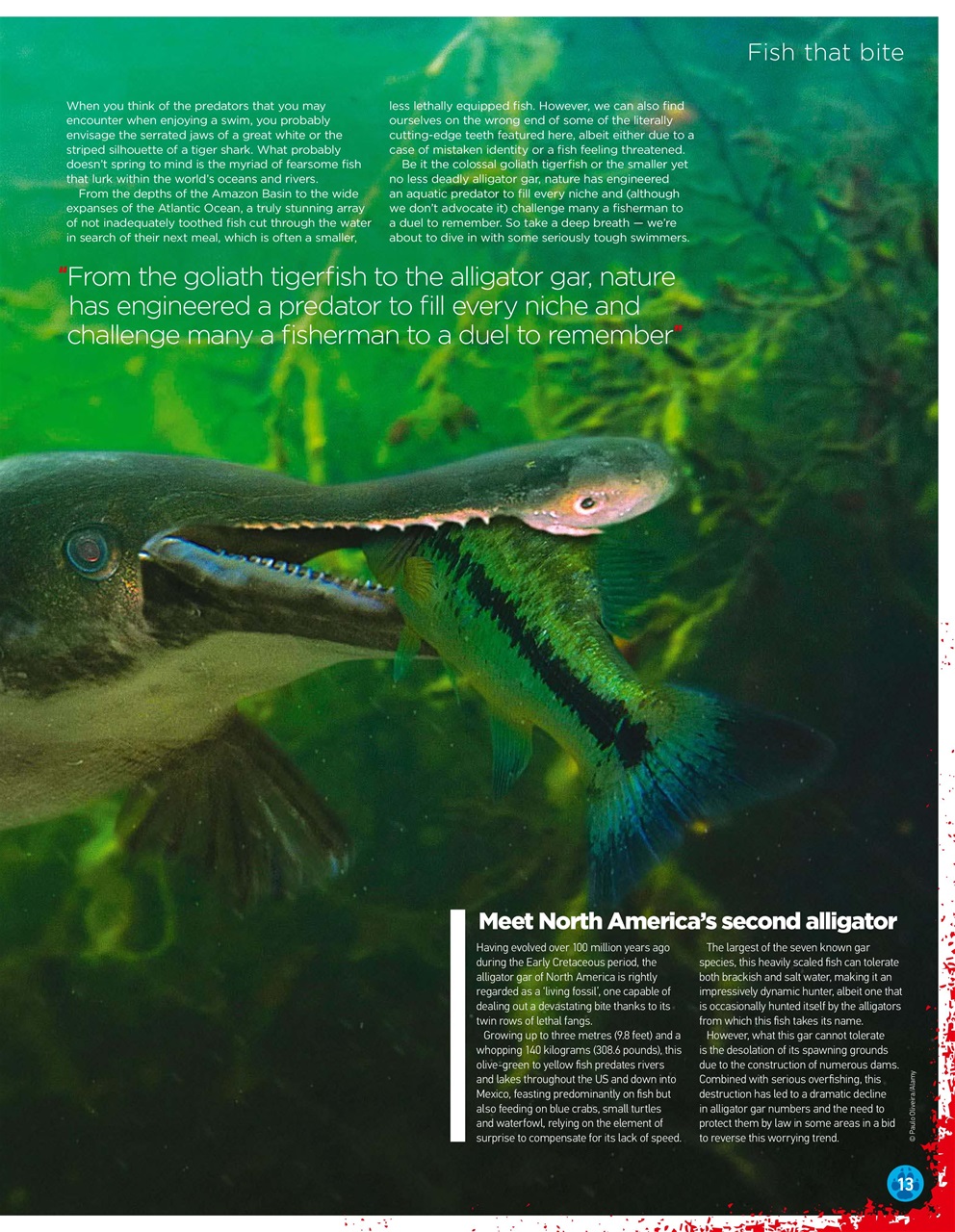 World of Animals Preview Pages