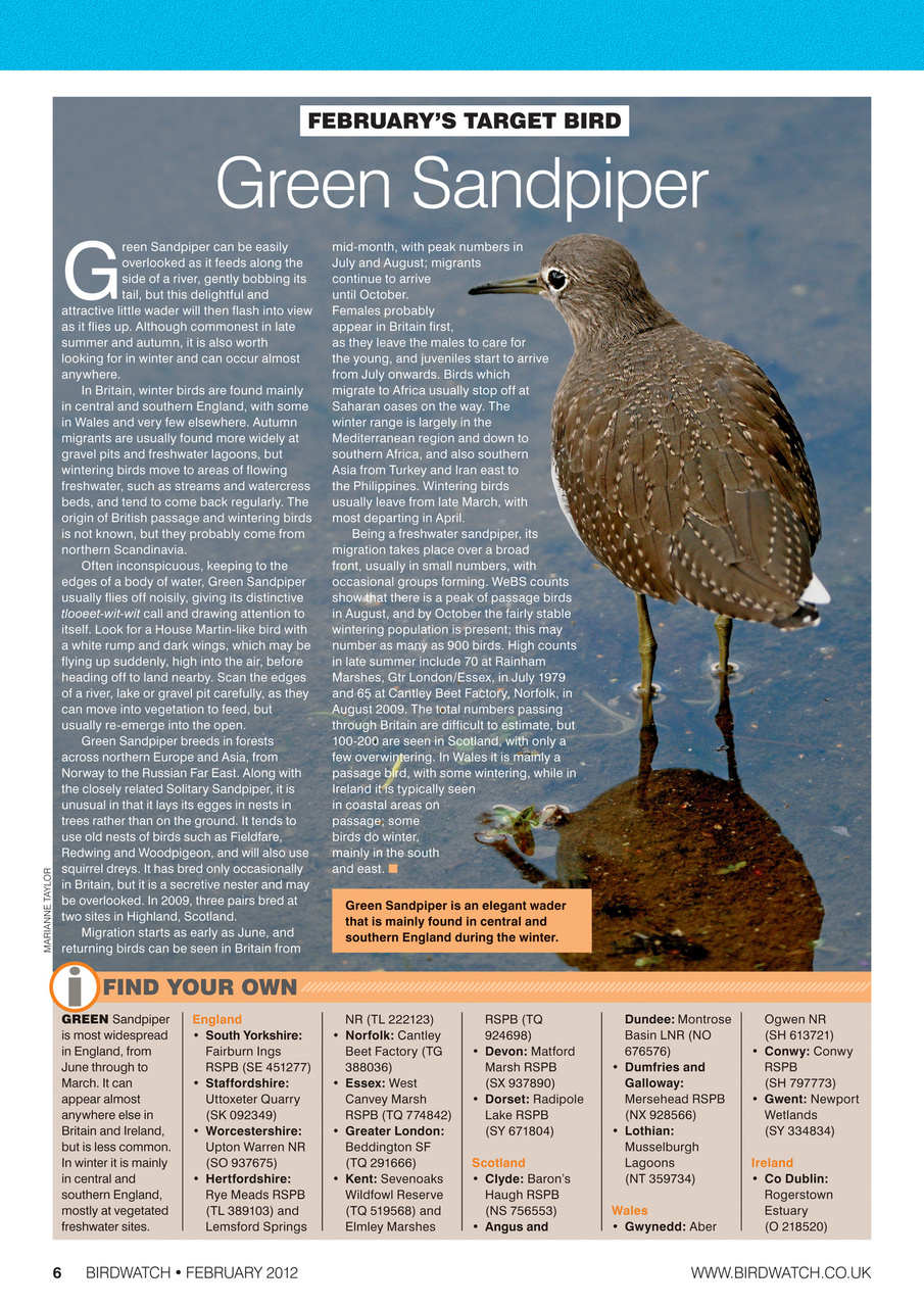 Birdwatch Magazine Preview Pages