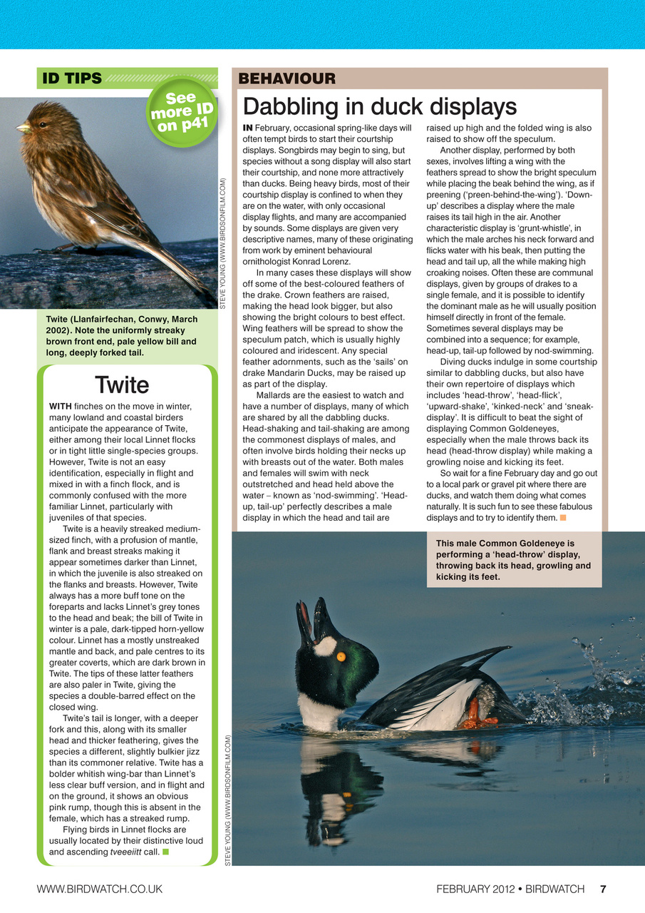 Birdwatch Magazine Preview Pages