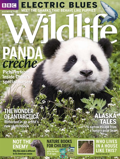 BBC Wildlife Magazine issue 
