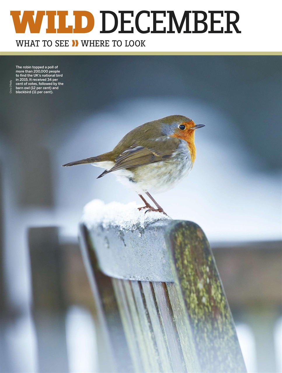 BBC Wildlife Magazine Preview Pages