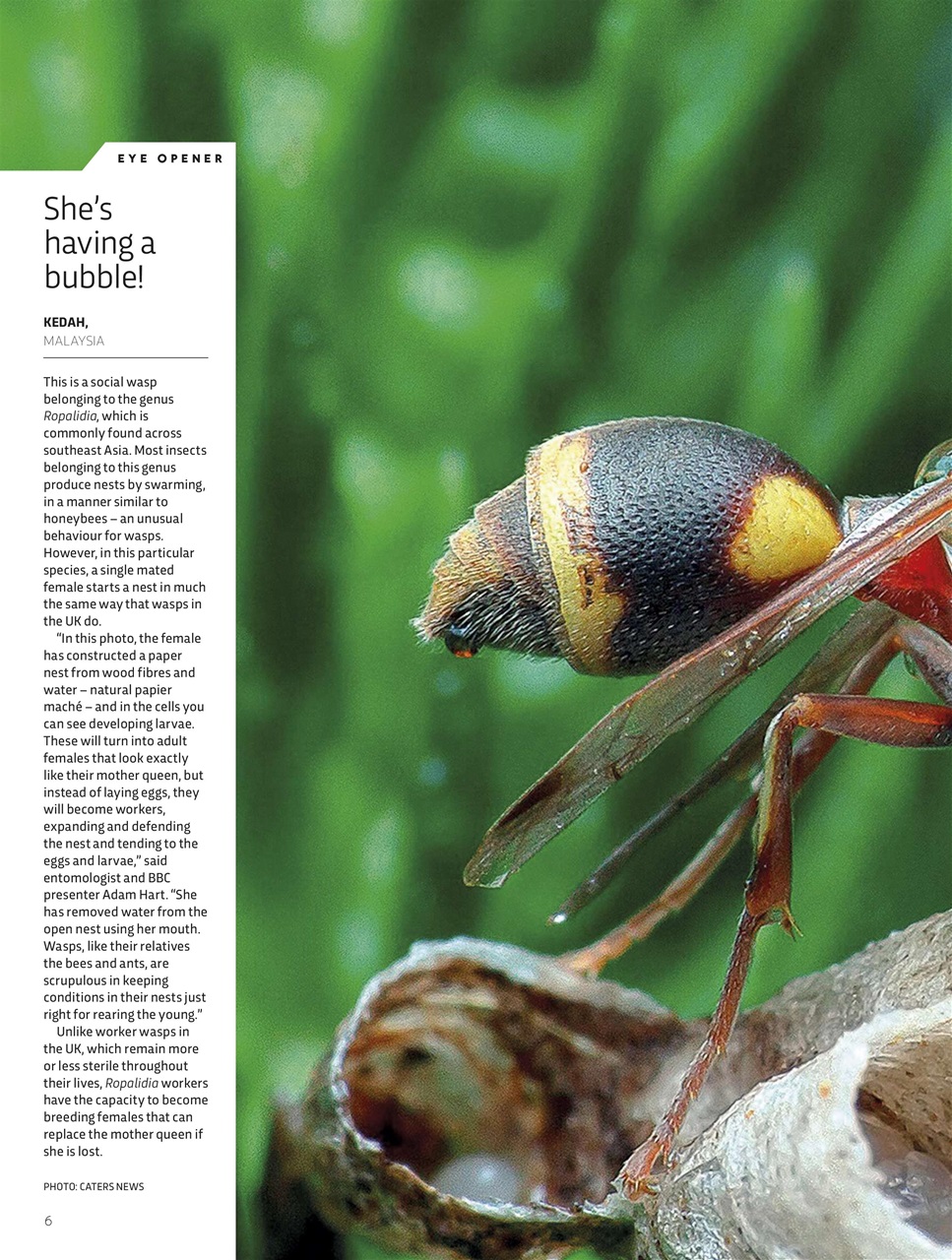 BBC Science Focus Magazine Preview Pages