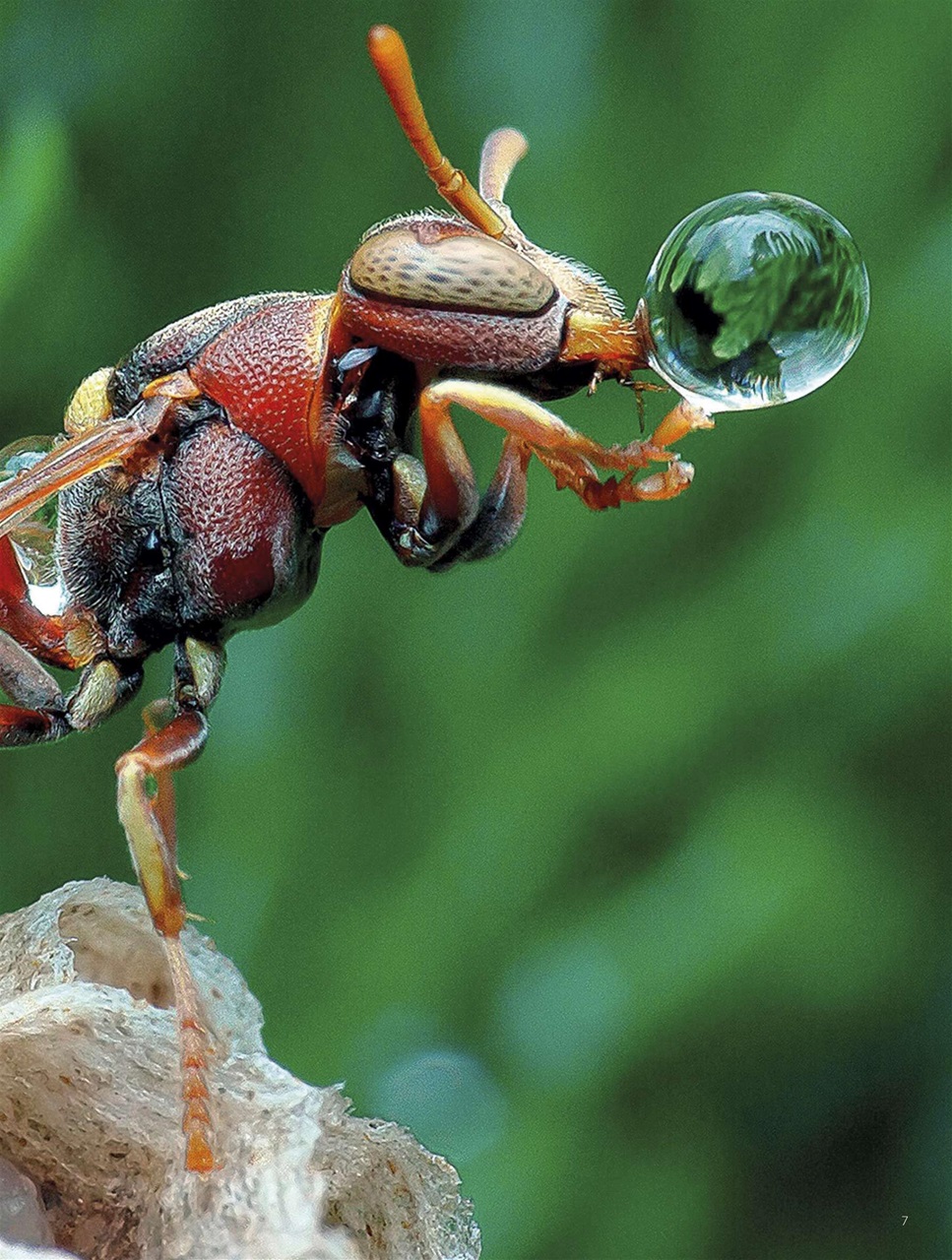 BBC Science Focus Magazine Preview Pages