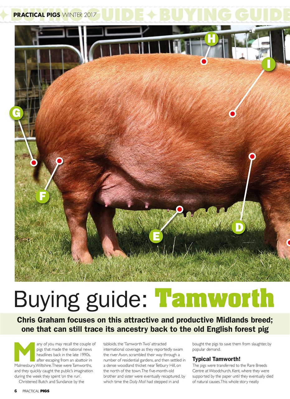 Practical Pigs Preview Pages