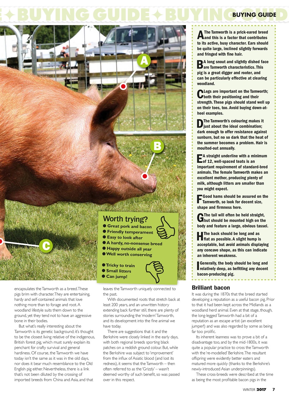 Practical Pigs Preview Pages