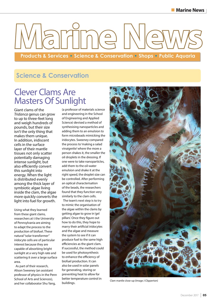 UltraMarine Magazine Preview Pages