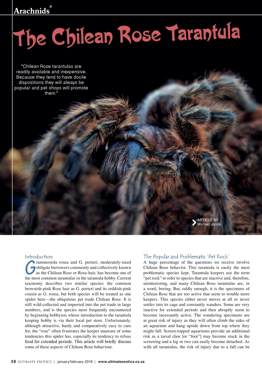 Ultimate Exotics Preview Pages