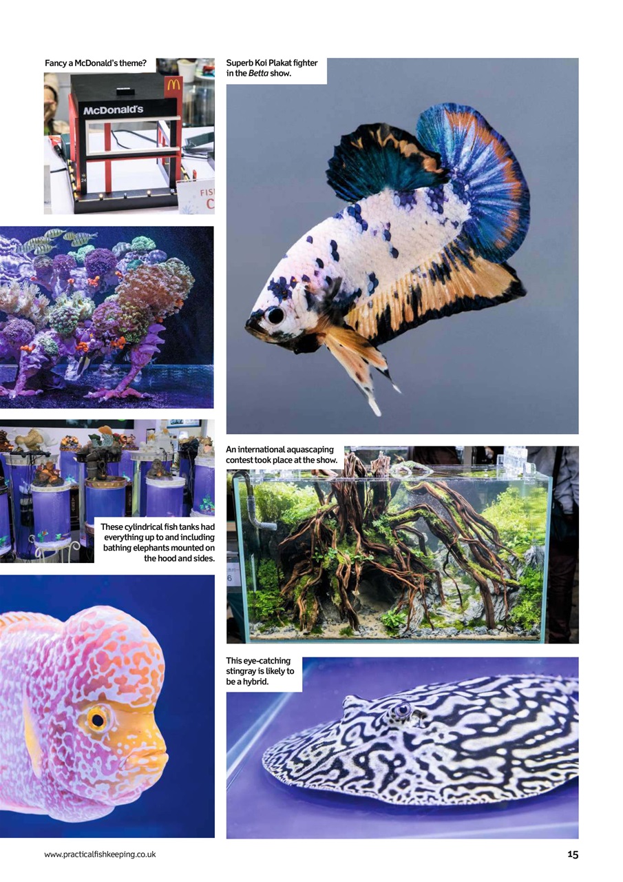 Practical Fishkeeping Preview Pages