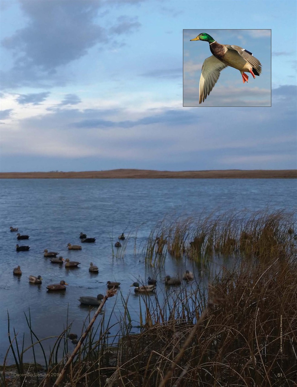 American Waterfowler Preview Pages